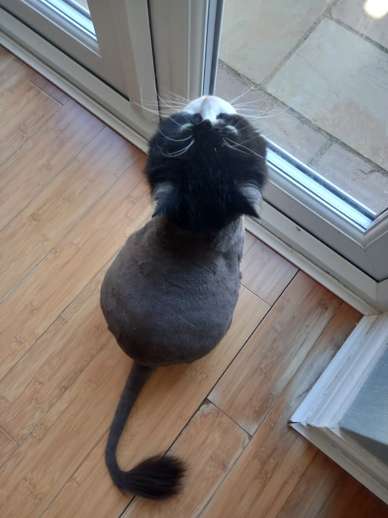 A black-and-white cat after a full body clip, shaved coat and fluffy tail, on the wooden floor by a patio door