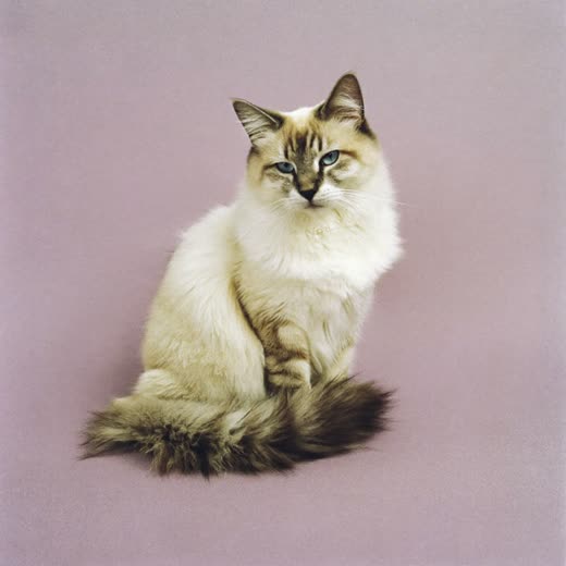 A cat with a lion clip, body trimmed short with a full mane and tail