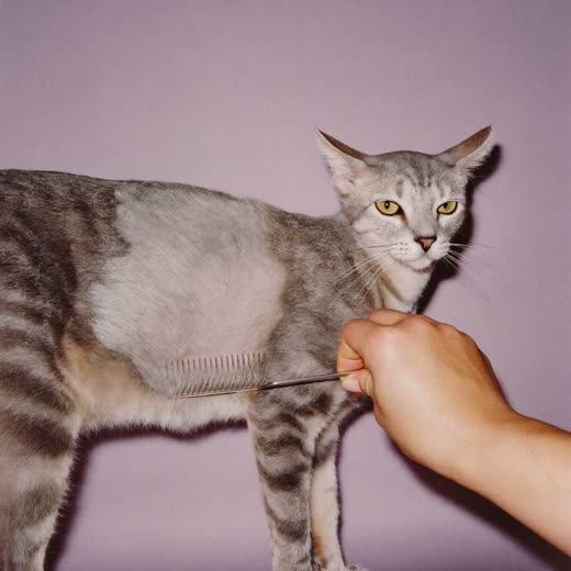 A comb being worked through a matted patch of a cat's coat